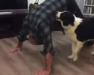 He Wanted To Do Some Pushups But His Dog Had Other Ideas