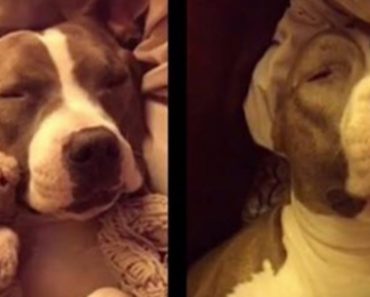 Dog Shows Us What We Really Look like When We Are Sleeping