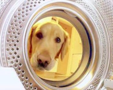 Golden Retriever Rescues Her Teddy Bear From The Washing Machine And It’s Caught On A Hidden Camera