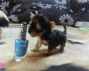 The World’s Smallest Dog Is Guaranteed To Make You Smile