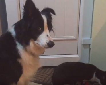 The Cat Drinks From The Dog’s Bowl While The Pooch Reminds Her It Is His Turn