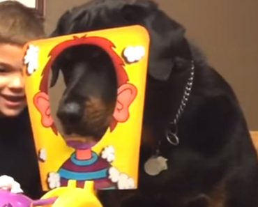 Young Lad Plays The “Pie In The Face Game” With His Dog And It Is Guaranteed To Make You Laugh