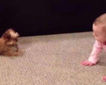 A Dog And Baby Have A Conversation In An Ultimate Battle Of Cuteness