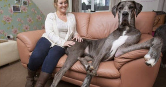 Freddie Is The Largest Dog in Britain And He Isn’t Done Growing