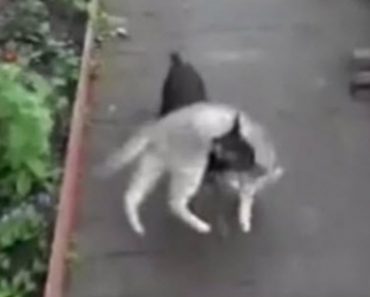 The Cat Wasn’t Moving Fast Enough So His Friend, The Dog, Picks Him Up And Carries Him