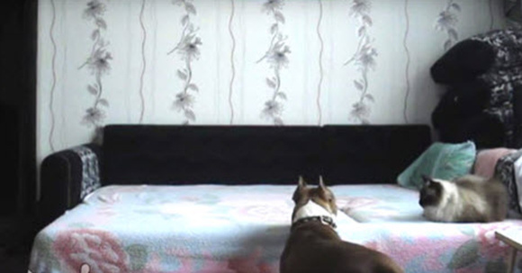 The Dog Isn’t Allowed On The Bed But A Hidden Camera Catches Him Getting Up And Then Celebrating