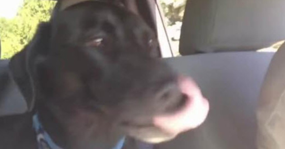 This Dog Is So Excited About Going To The Park He Creates His Own Language