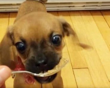 Adorable Puppy Tries Peanut Butter For The First Time And Loves It!