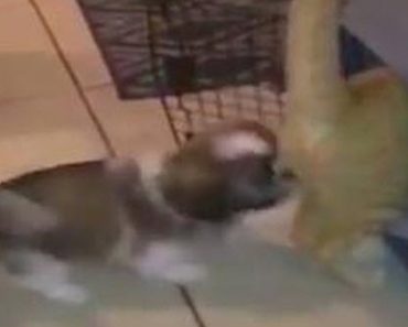 Puppy Gets Bullied By A Cat But He Uses Some Quick Thinking To Turn The Tables For Sweet Revenge