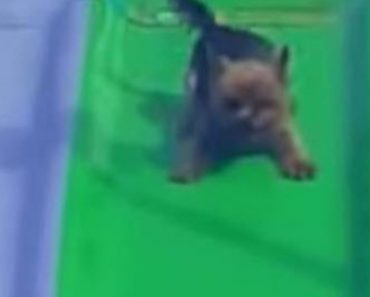 A Dog Slides Down A Huge Carnival Slide With His Tail Wagging And Goes Back For More