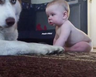 Husky Tries To Keep A Tough Exterior But Rolls Over When A Baby Pets Him