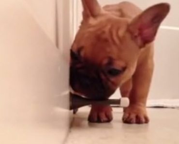 Adorable French Bulldog Puppy Discovers The Best Toy In The House