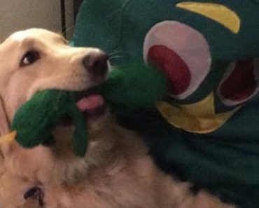 Dog Sees Her Favourite Toy Come To Life And She Totally Loses It