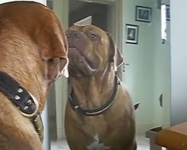Huge Dog Sees His Reflection And Throws A Fit