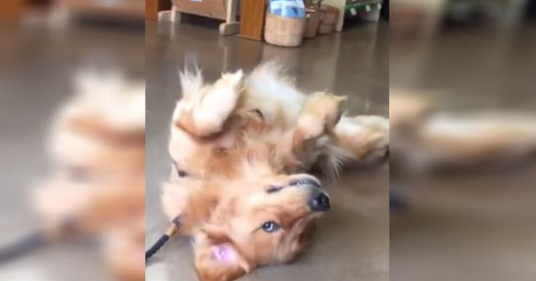 It’s Time To Leave The Pet Store But This Dog Decides To