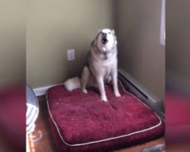 Her Dog Was Sleeping Peacefully But When She Woke Him For A Walk, He Threw An Epic Fit