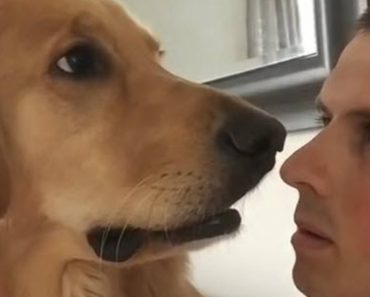 He Breaks The News To His Dog That A New Brother Is Coming And The Dog’s Reaction Is Perfect