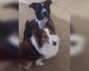 When Mum Confronts The Dogs About A Mess, One Dog Turns On The Other
