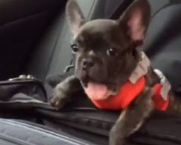 Adorable French Bulldog Pup Sits In His Car Seat And Throws An Epic Fit