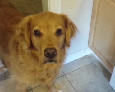 Finicky Dog Refuses To Eat Dry Food But The Dad Comes Up With The Perfect Solution