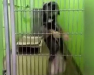 This Shelter Dog Does The Best Thing To Get Attention From A Passing Human