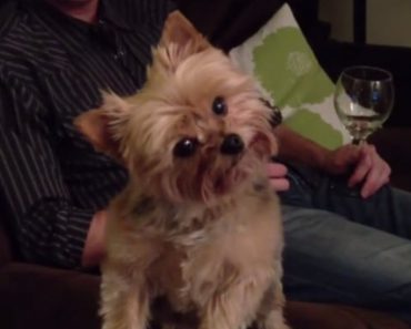 Adorable Dog Is Really Curious About A Big Family Dinner