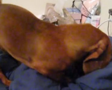 This Dog Is Very Structured – He Makes His Own Bed Every Night