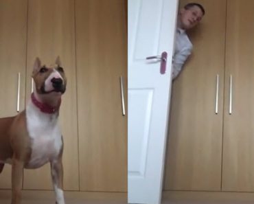 A Man Plays Hide And Seek With His Dog And It Goes Viral