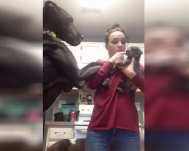 Mum Brings Home A New Puppy And Her Great Dane Throws A Huge Fit