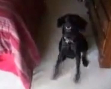 This Dog Knows The Difference Between “Bath” And “Walk” And The Results Are Hilarious