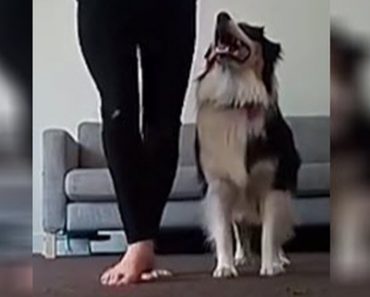 A Dog Learns A Traditional Irish Step Dance And It Is The Best Thing Since Sliced Bread