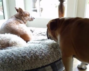 Bulldog Has His Bed Stolen Then Throws The Best Tantrum EVER