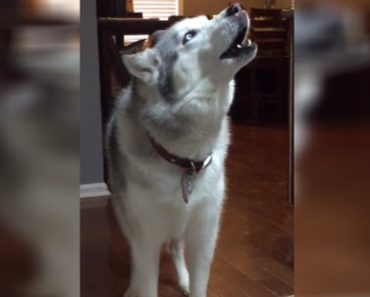 They Want To Take Their Husky For A Walk But He Has Other Ideas