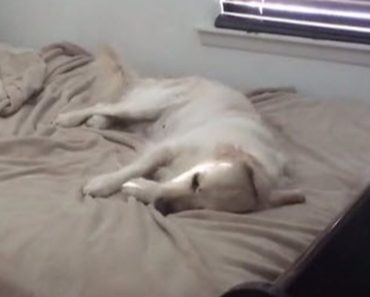 He Catches His Dog On The Bed But The Dog Is Not About To Move