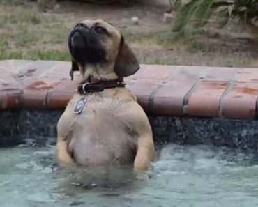 Nobody Believed Him When He Told Them About What His Dog Did In A Hot Tub, So He Took This Video