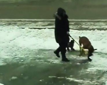 A Man Tries To Shovel Snow But The Dog Ends Up Stealing The Show