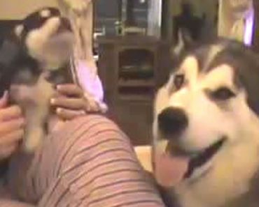 Mamma Dog Is So Proud When Her Puppy Howls For The First Time
