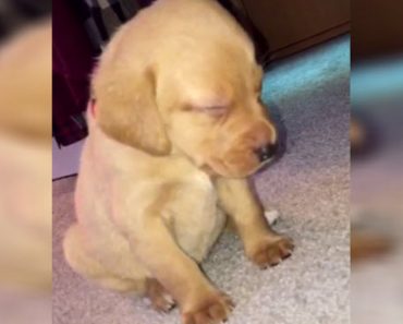 Adorable Puppy Loses His Battle Against Sleep And Faceplants