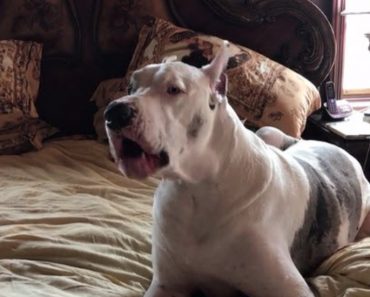 A Great Dane Is Told To Get Off The Bed So He Throws A Hysterical Fit