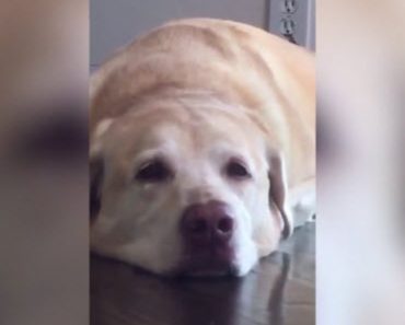 She Asked Her Dog To Make A Happy Face And He Does The Best Job Ever