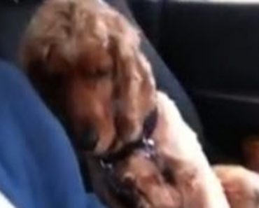 Nobody Believed His Dog ALWAYS Did This In A Car So He Took A Video