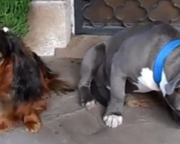 Dogs Get Confronted Over Eating A Shoe But They React In The Best Way Possible