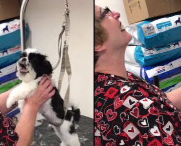 This Puppy Throws An Epic Fit And The Groomer Can’t Stop Laughing