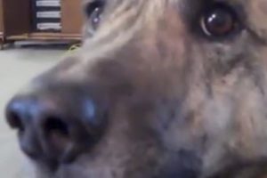He Told His Dog The Food Is Gone. Wait Till You Hear The Dog Respond